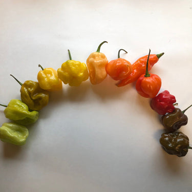 Fresh Habanero/Scotch Bonnet Peppers - Mixed Box: Red, Orange, Chocolate, Peach, etc